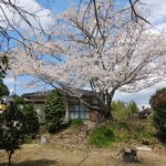 お花見もできますよ