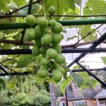 シャインマスカット